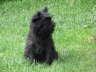im Garten
