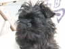 ...sch�ner Hund