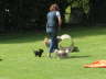 Welpenspielstunde